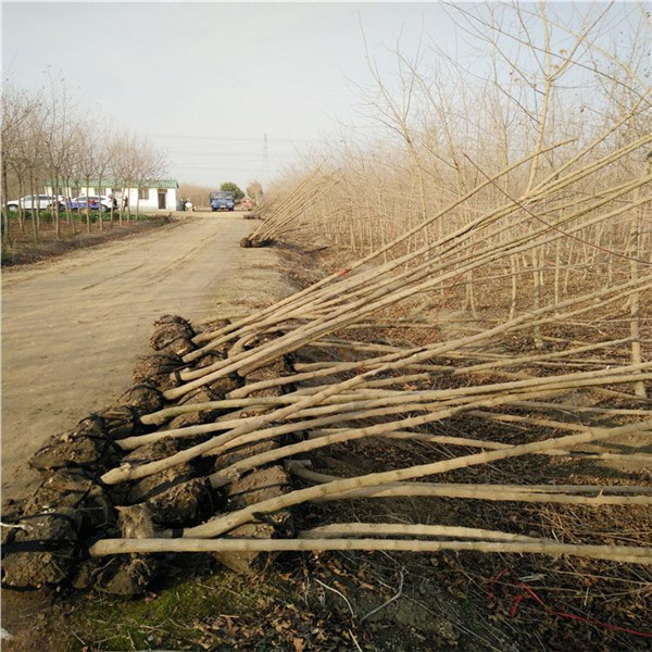 <a href='http://zishuwang.com.cn/linmuzhongzi/1855.html' target='_blank'>元寶楓</a>基地實拍圖