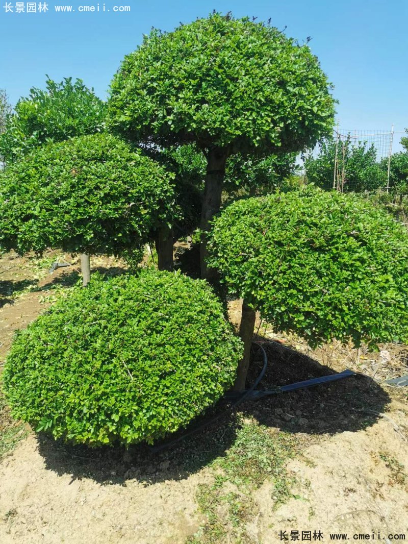對節(jié)<a href='http://zishuwang.com.cn/linmuzhongzi/1712.html' target='_blank'>白蠟</a>造型盆景地景