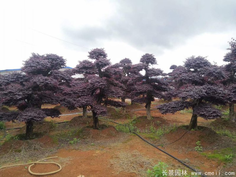 造型<a href='http://zishuwang.com.cn/dibeiguanmu/9770.html' target='_blank'>紅花繼木</a>