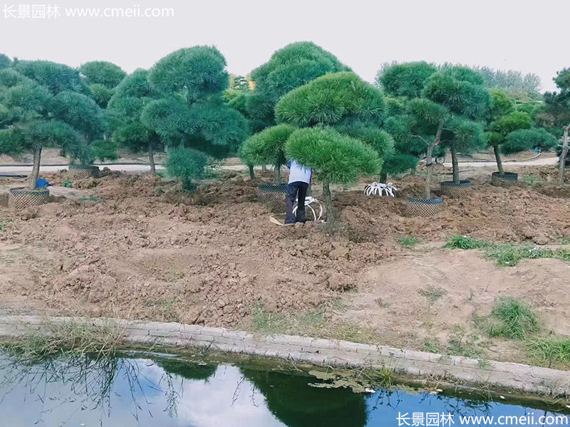 景觀樹造型<a href='http://zishuwang.com.cn/linmuzhongzi/1716.html' target='_blank'>黑松</a>大型地景