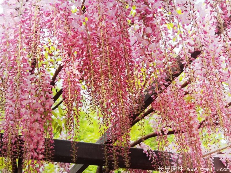 阿知<a href='http://zishuwang.com.cn/linmuzhongzi/1806.html' target='_blank'>紫藤</a>粉色日系<a href='http://zishuwang.com.cn/tengbenpanyuanzhiwu/3418.html' target='_blank'>紫藤花</a>